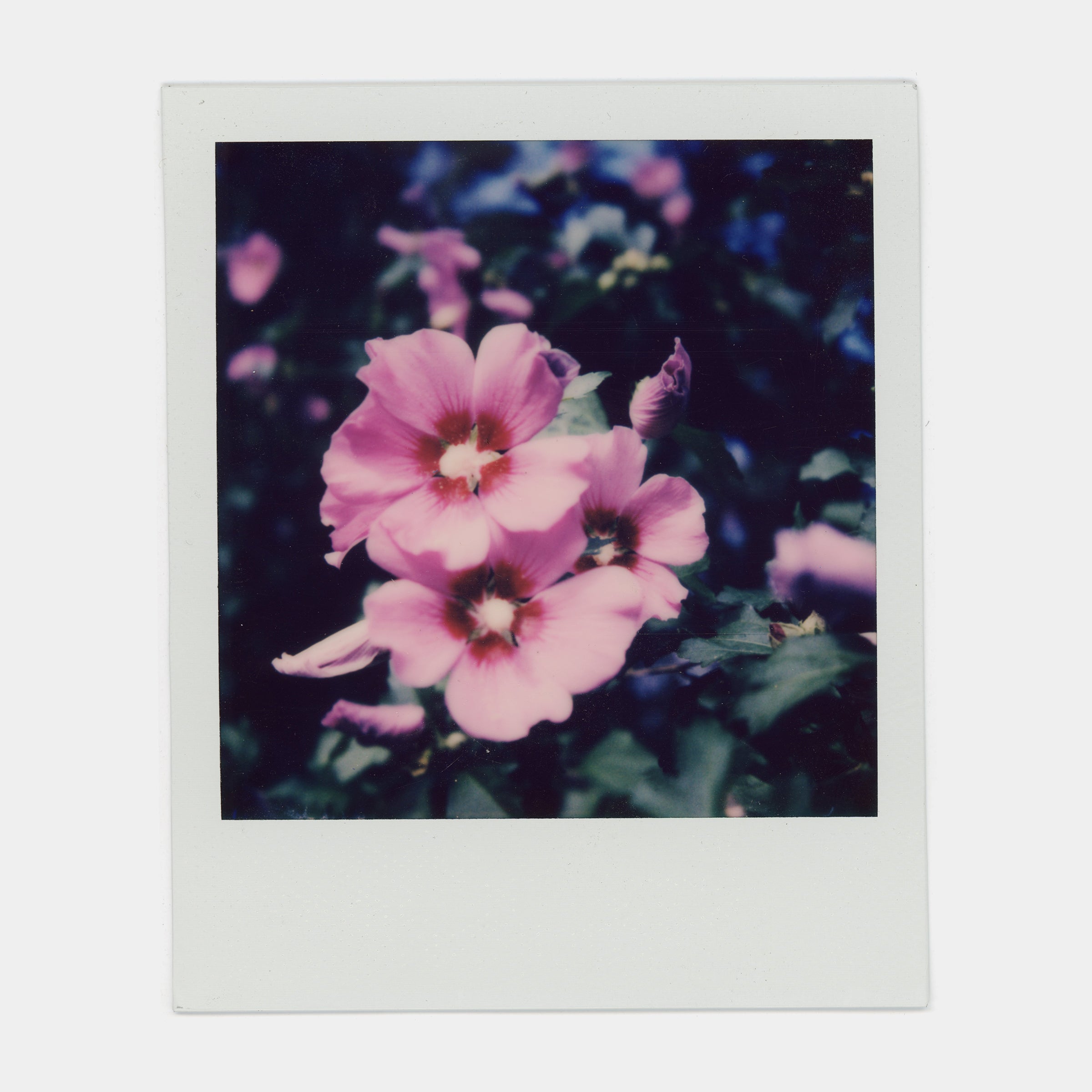 Polaroid SX-70 Color Instant Film Photo